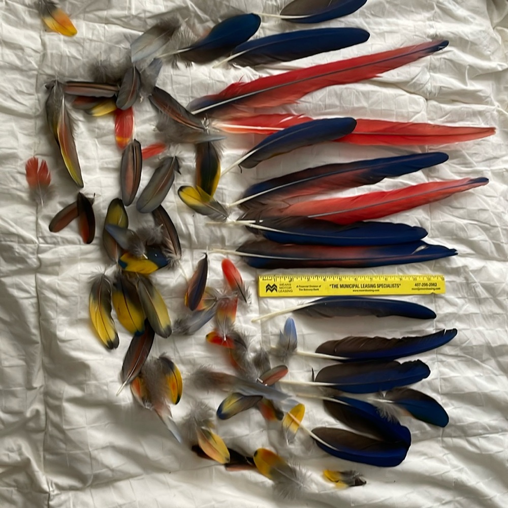 Scarlet Macaw Naturally Molted Feathers, beautiful and in natural state